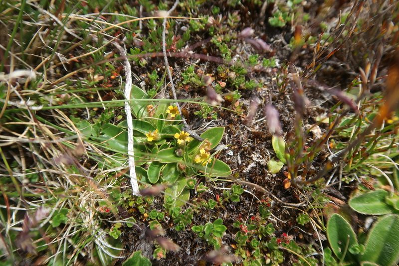 Goodenia montana, photographed by Cowirrie