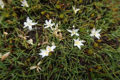 Herpolirion novae-zelandiae, photographed by Cowirrie