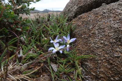 Herpolirion novae-zelandiae, photographed by Cowirrie