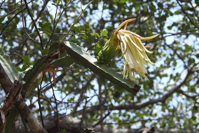 Selenicereus ocamponis, photographed by Neptalí Ramírez Marcial