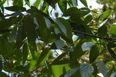 Celtis caudata, photographed by Neptalí Ramírez Marcial