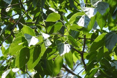 Celtis caudata, photographed by Neptalí Ramírez Marcial