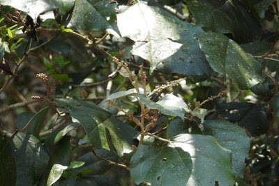 Croton reflexifolius, photographed by Neptalí Ramírez Marcial