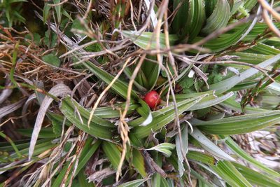 Astelia alpina, photographed by Cowirrie