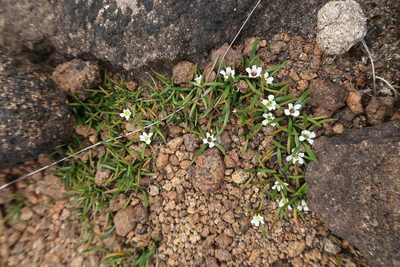 Liparophyllum gunnii, photographed by Cowirrie