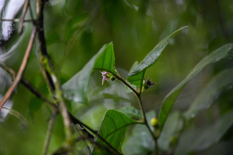 Lycianthes sanctaeclarae, photographed by Trevor Van Loon