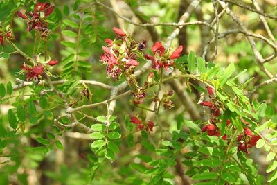 Harpalyce formosa, photographed by Neptalí Ramírez Marcial