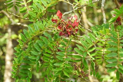 Harpalyce formosa, photographed by Neptalí Ramírez Marcial