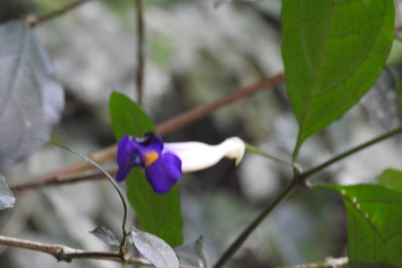 Thunbergia erecta, photographed by Ben Meredyk