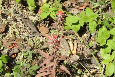 Castilleja arvensis, photographed by Ben Meredyk