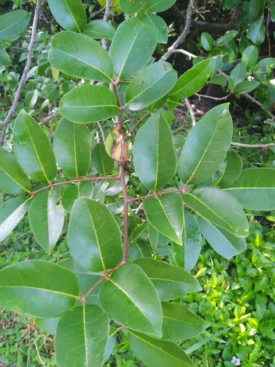 Xylocarpus moluccensis, photographed by Steve Fitzgerald