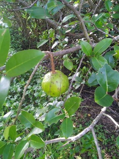 Xylocarpus moluccensis, photographed by Steve Fitzgerald