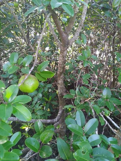 Xylocarpus moluccensis, photographed by Steve Fitzgerald