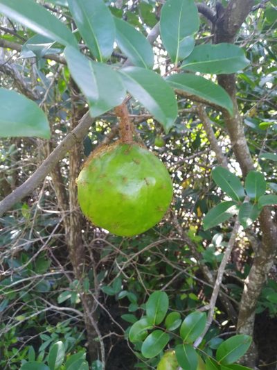 Xylocarpus moluccensis, photographed by Steve Fitzgerald