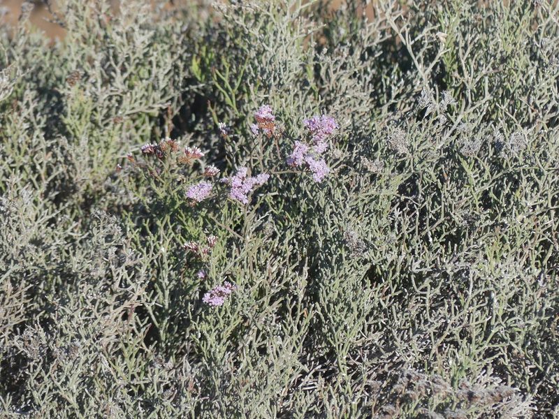 Limonium tuberculatum, photographed by Valentin Moser