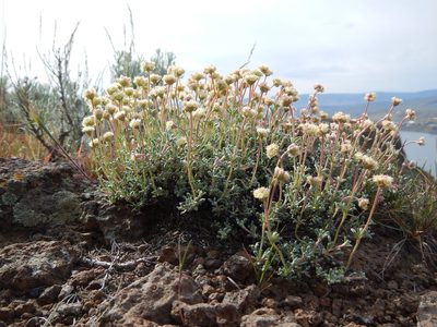 Eriogonum thymoides, photographed by Matt Lavin