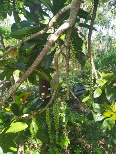 Barringtonia calyptrata, photographed by Steve Fitzgerald