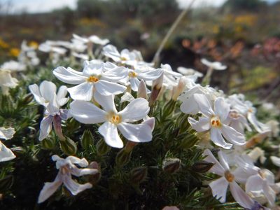 Phlox douglasii, photographed by Matt Lavin