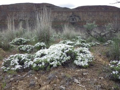 Phlox douglasii, photographed by Matt Lavin