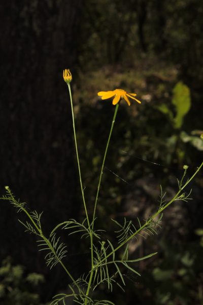 Adenophyllum anomalum, photographed by Arturo Castro Castro