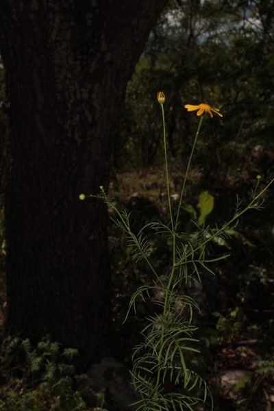 Adenophyllum anomalum, photographed by Arturo Castro Castro