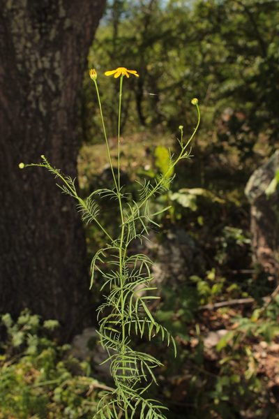 Adenophyllum anomalum, photographed by Arturo Castro Castro