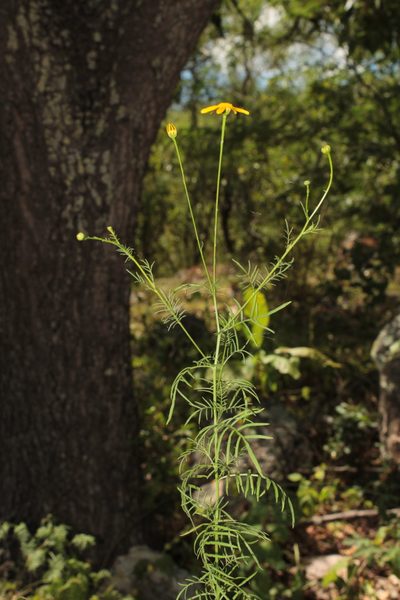 Adenophyllum anomalum, photographed by Arturo Castro Castro