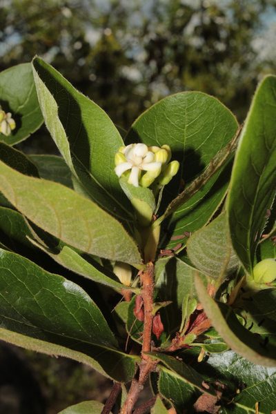 Glossostipula blepharophylla, photographed by Arturo Castro Castro