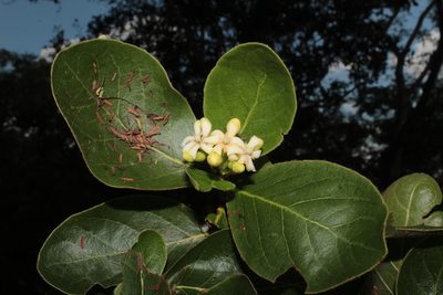 Glossostipula blepharophylla, photographed by Arturo Castro Castro