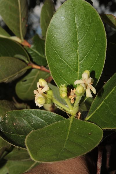 Glossostipula blepharophylla, photographed by Arturo Castro Castro