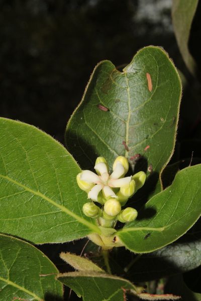 Glossostipula blepharophylla, photographed by Arturo Castro Castro
