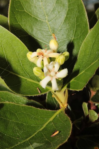 Glossostipula blepharophylla, photographed by Arturo Castro Castro