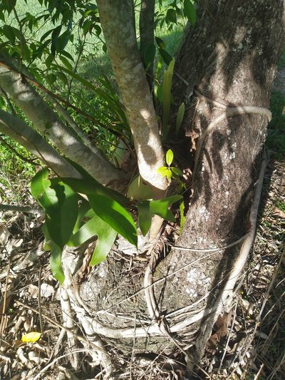 Pyrrosia longifolia, photographed by Steve Fitzgerald
