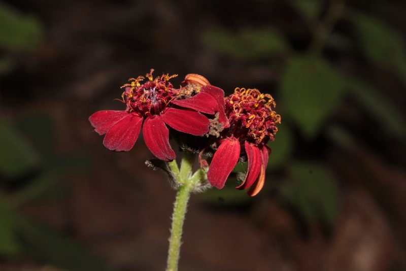 Lasianthaea rosei, photographed by Arturo Castro Castro