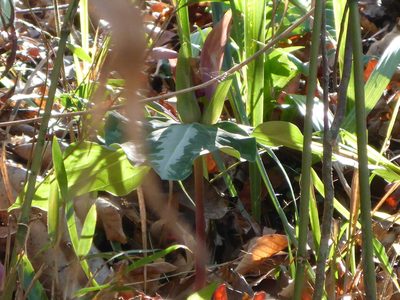 Trillium underwoodii, photographed by mfeaver
