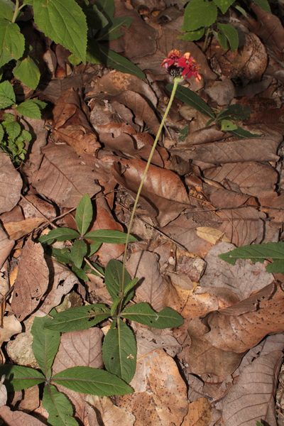 Lasianthaea rosei, photographed by Arturo Castro Castro