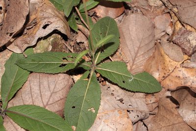 Lasianthaea rosei, photographed by Arturo Castro Castro