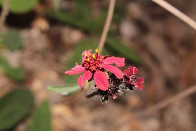 Lasianthaea rosei, photographed by Arturo Castro Castro