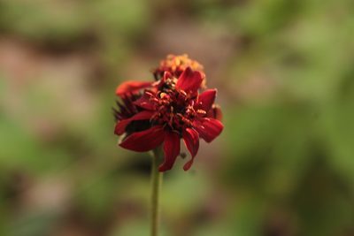 Lasianthaea rosei, photographed by Arturo Castro Castro