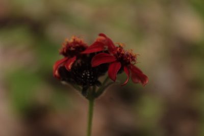 Lasianthaea rosei, photographed by Arturo Castro Castro