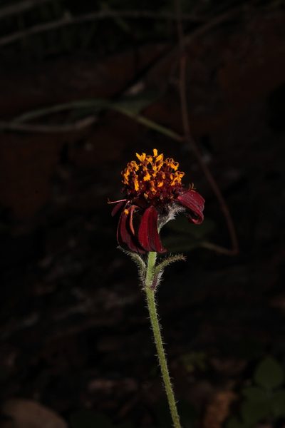 Lasianthaea rosei, photographed by Arturo Castro Castro