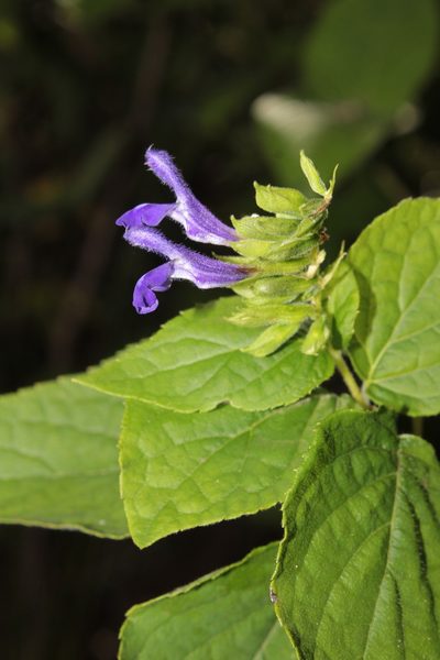 Salvia beltraniorum, photographed by Arturo Castro Castro