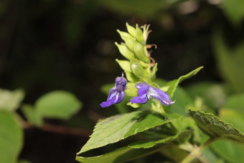 Salvia beltraniorum, photographed by Arturo Castro Castro