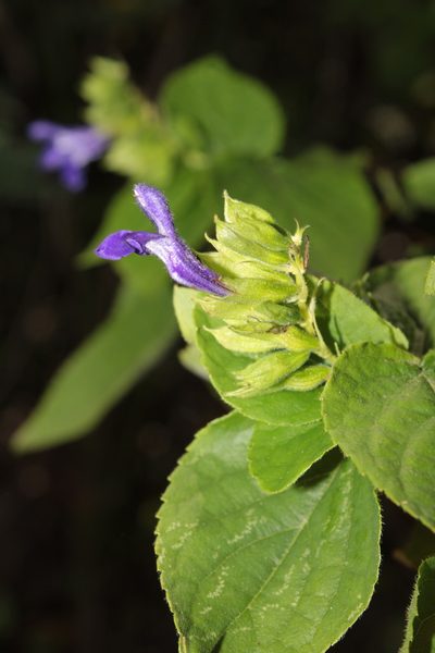Salvia beltraniorum, photographed by Arturo Castro Castro