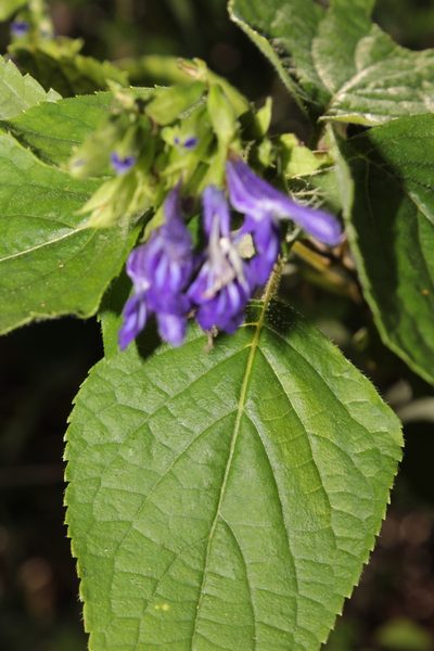 Salvia beltraniorum, photographed by Arturo Castro Castro