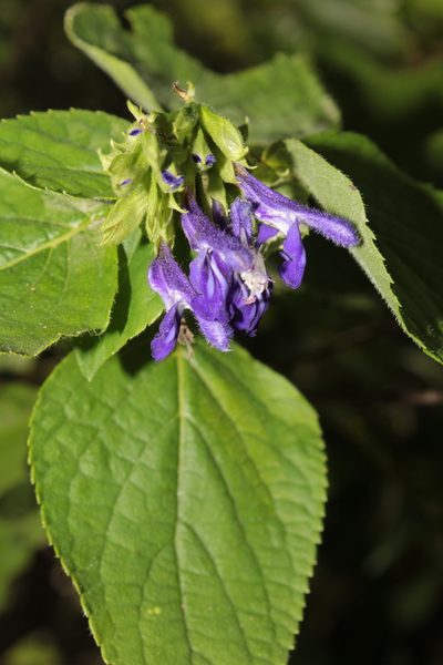 Salvia beltraniorum, photographed by Arturo Castro Castro