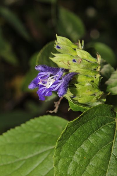 Salvia beltraniorum, photographed by Arturo Castro Castro