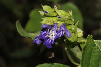 Salvia beltraniorum, photographed by Arturo Castro Castro