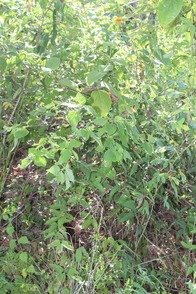 Salvia beltraniorum, photographed by Arturo Castro Castro