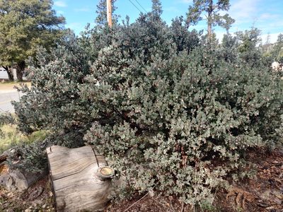 Arctostaphylos silvicola, photographed by Alexander Wentworth